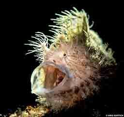 A hairy frogfish opens its wide mouth.