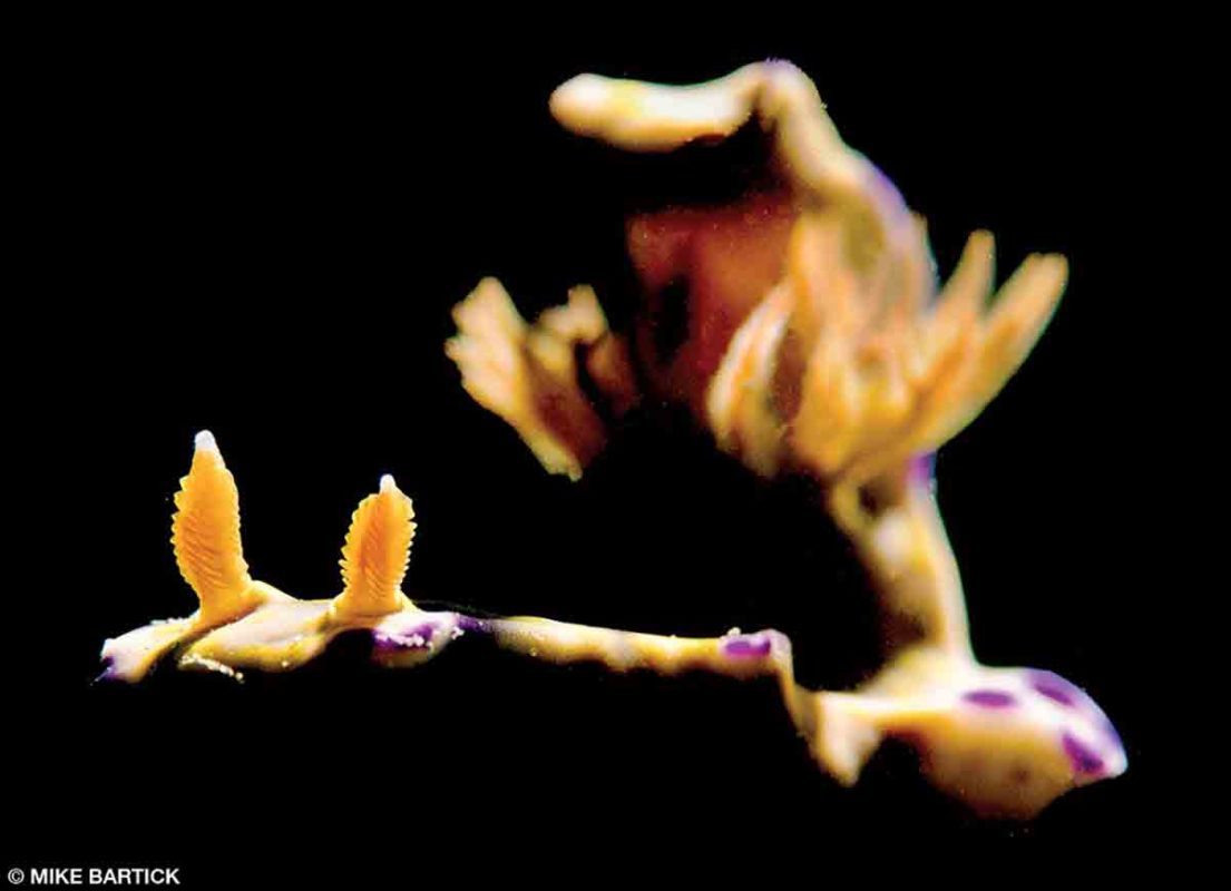 Fancy photo techniques are used to artistically light a nudibranch.