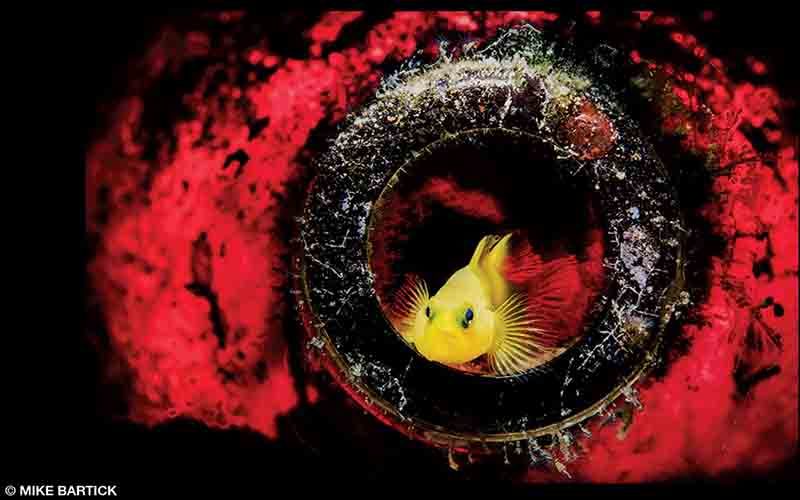 A red accent light is used to make a yellow goby pop.