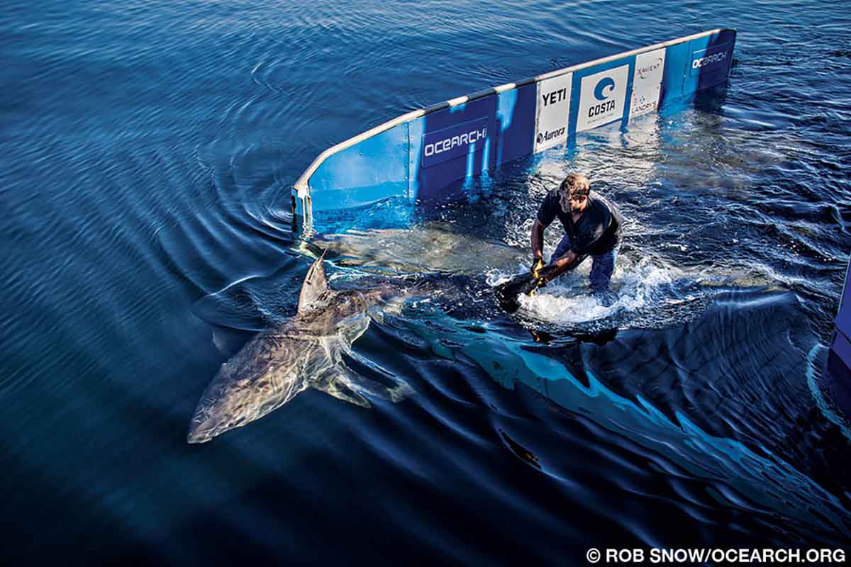 A tagged shark is released from the grip of a human back into the water.