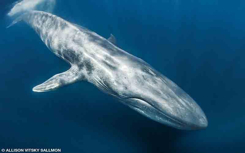 A blue whale descends — hopefully looking for lunch.