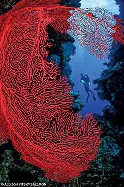 A red coral shines bright in Cathedral Reef in Fiji. A diver is in the background.