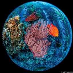 Thanks to a fisheye lens, an orange fish and corals look like they live in a blue globe.