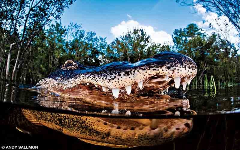 An alligator in Florida swims by and shows his pointy teeth.