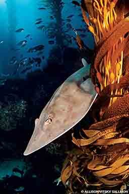 A guitarfish swims by orange kelp.