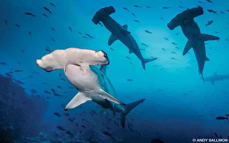 Several hammerhead sharks roam the blue waters looking for food.