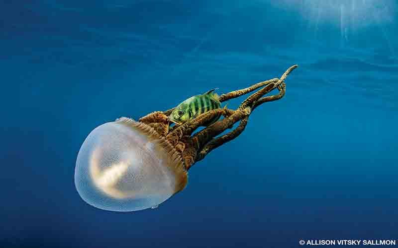 A jellyfish descends in the water and a green fish is in its tentacles, but not in a menacing way. They are swimming together.