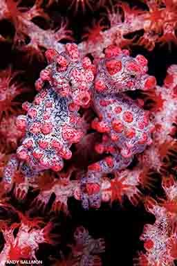 Two purple pygmy seahorses snuggle in a pink anemone.