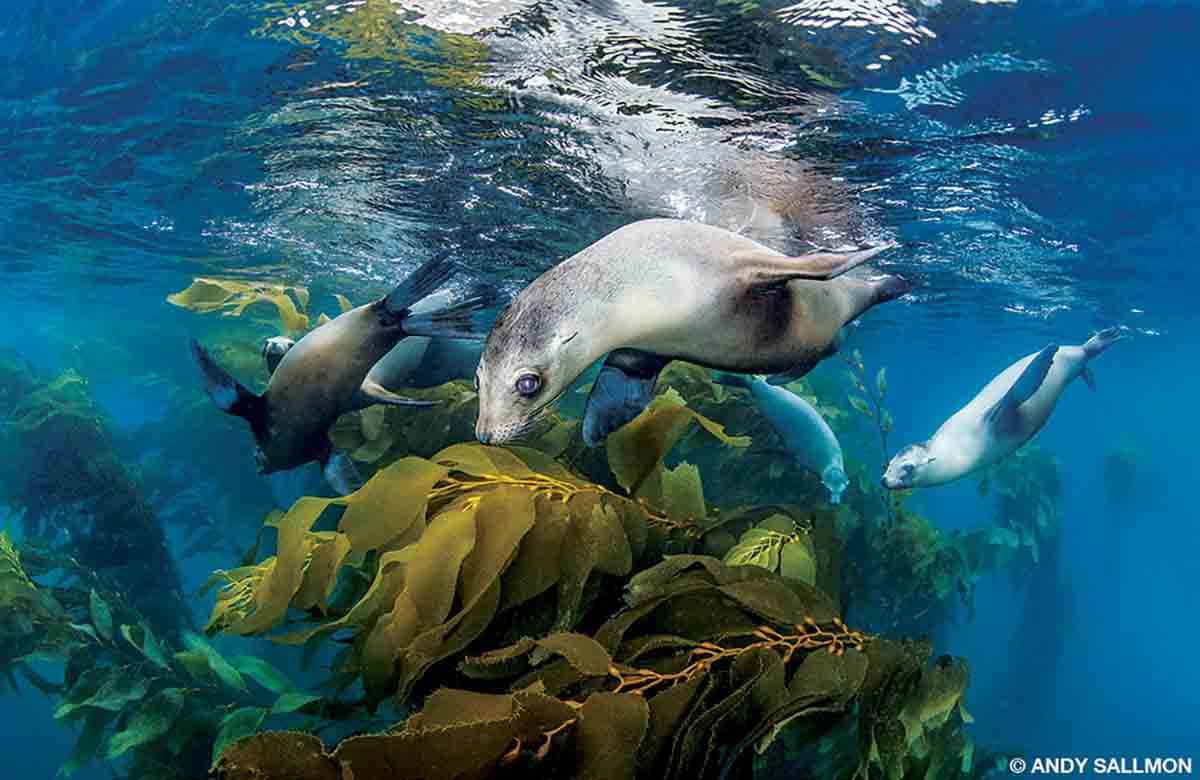 At least four sea lions frolic amongst kelp beds.