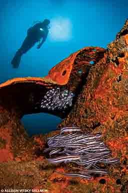 A diver swims around a shipwreck. 