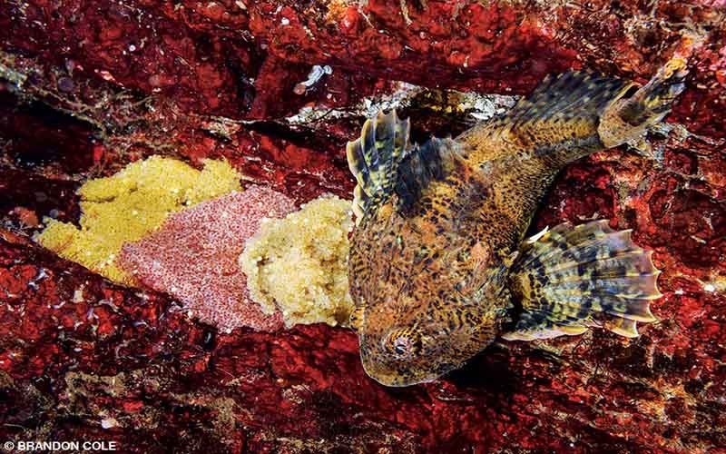 A male buffalo sculpin (Enophrys bison) guards eggs (note the three clutches above and behind him).