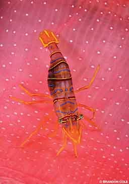 A candy-striped shrimp rests on a pink anemone.
