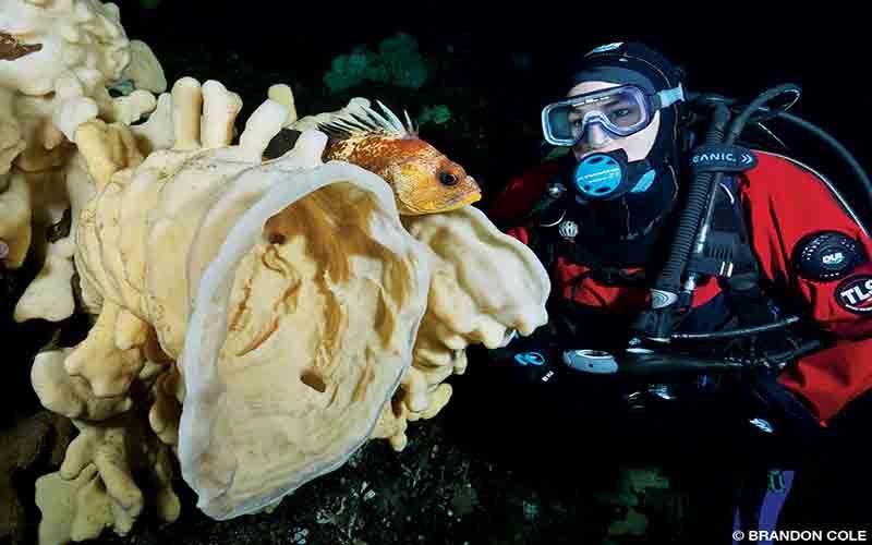 A bright yellow cloud sponge hides a cute orange fish. A diver in a red wetsuit is nearby.