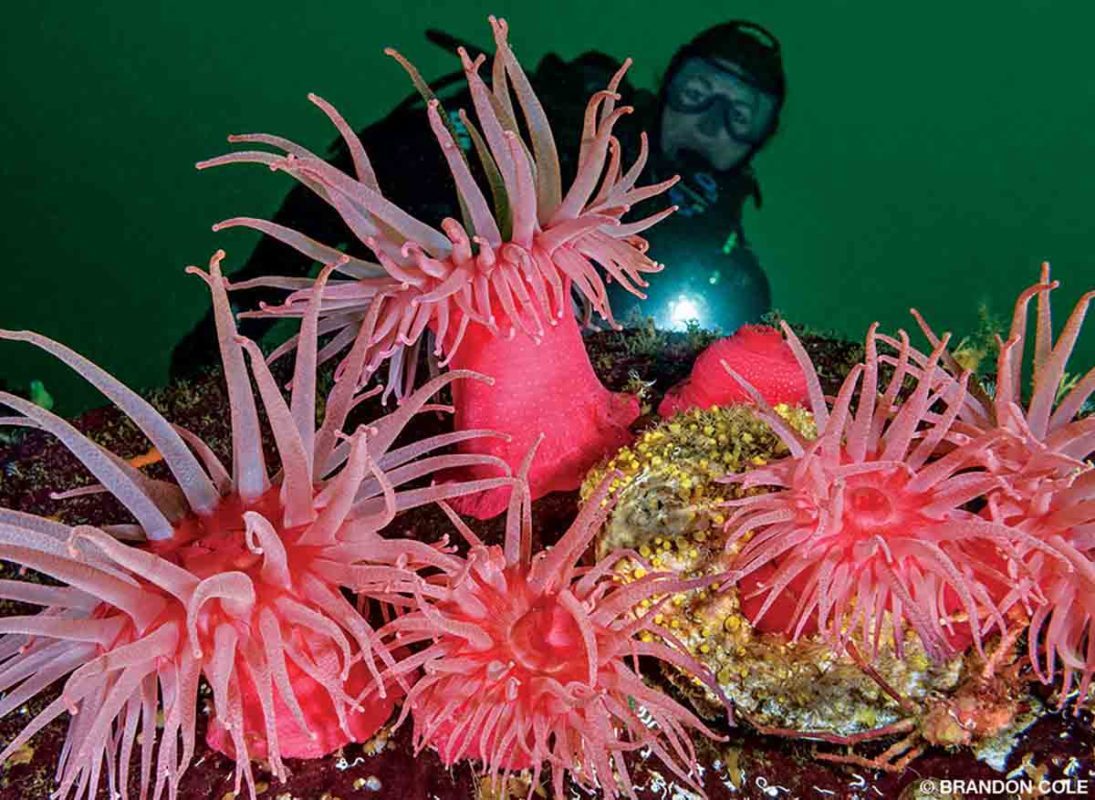 A diver swims behind a group of bright pink crimson sea anemones.