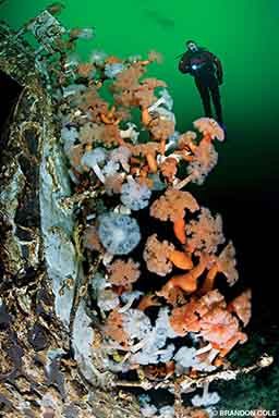 A shipwreck in British Columbia waters is covered in colorful anemones. A diver explores nearby.