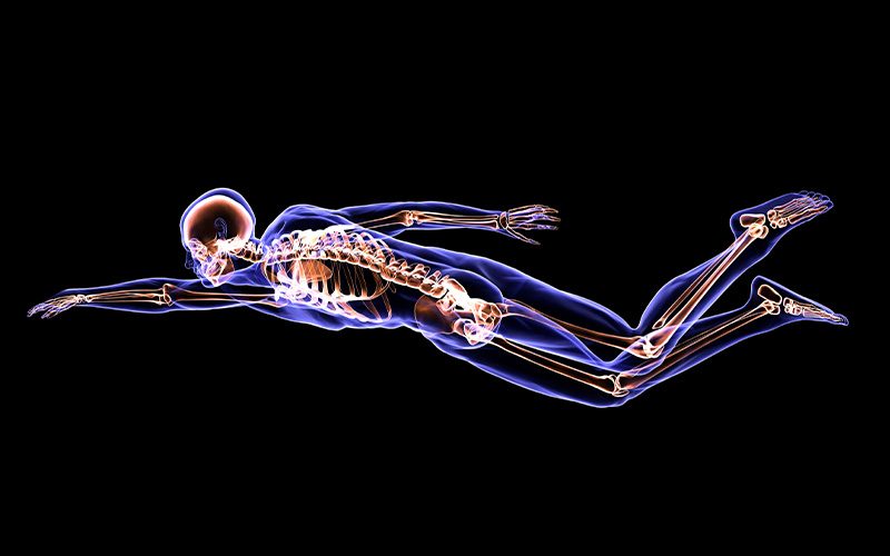 A skeletal diagram of a swimmer shows all the important muscles