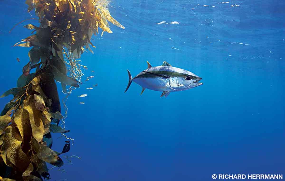 A yellowfin tuna cruises a kelp paddy on the hunt for baitfish. Divers can encounter tuna in deep, open water, especially near seamounts and pinnacles.