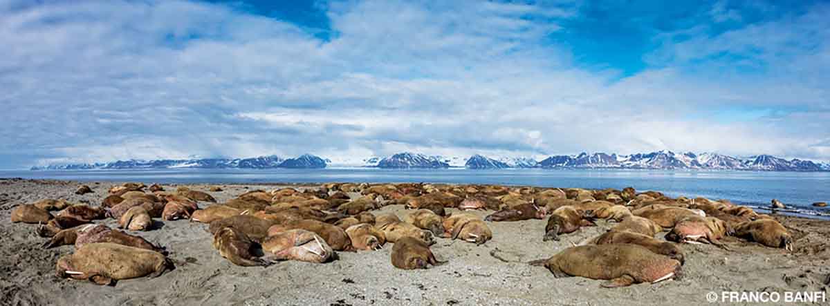 A large group of walruses sun bathes in the arctic tundra.