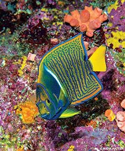 A young king angelfish has bright colors of blue and green.