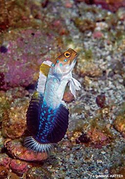 A male blue-spotted jawfish swims upright.