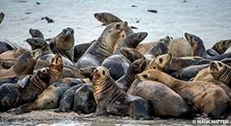 A pile of sea lions hang out at the coast of California.