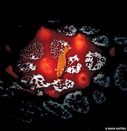 The colorful sea star shrimp (Periclimenes soror) is a commensal hitchhiker to sea stars.