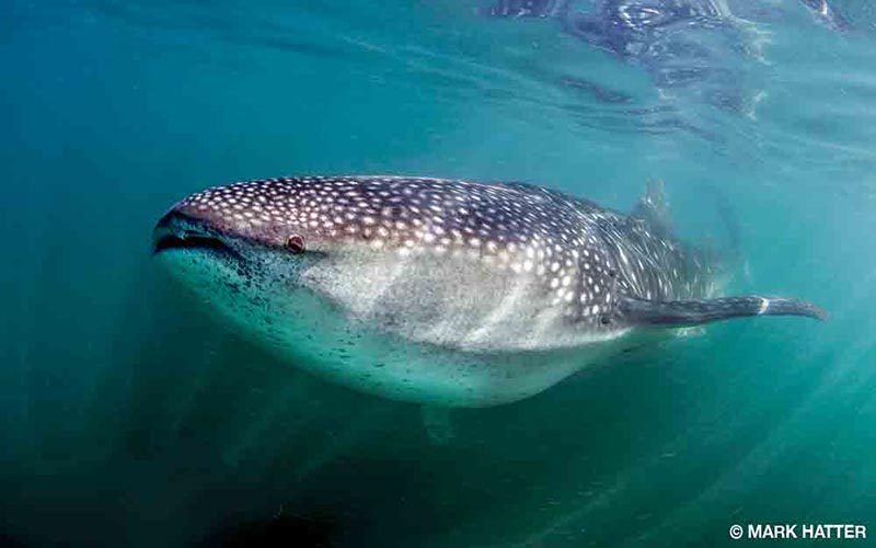 A whale shark swims about having the best day.