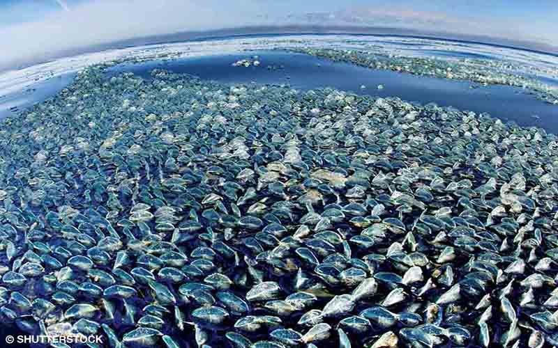 Thousands of by-the-wind sailors (Velella velella) clustered together