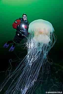 A fried egg jellyfish floats about with a diver nearby.