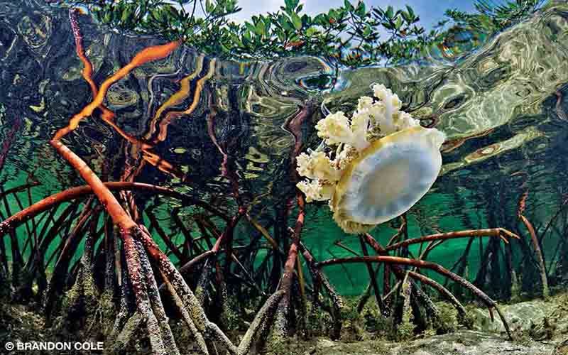 An upside-down jellyfish floats in mangroves.