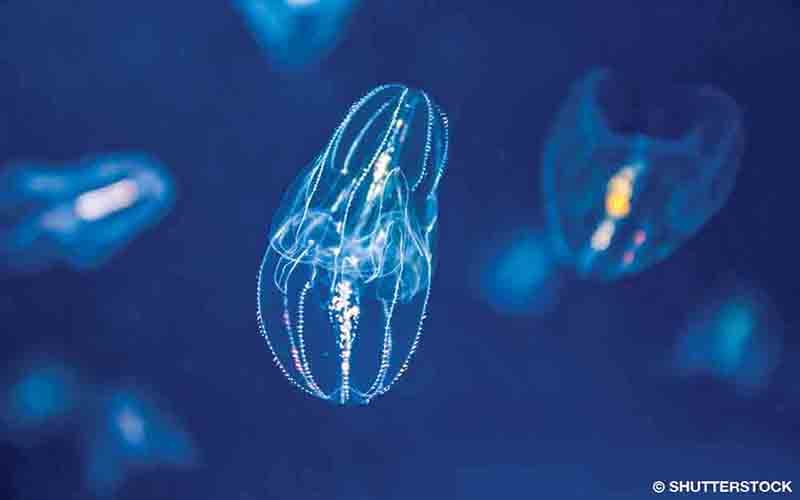 Individual salps jet-propelling through the water