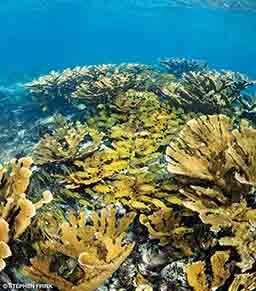 Elkhorn coral, a threatened species, still thrives along the coral reefs off Cuba.