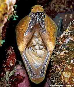 A finetooth moray eel shows off its impressive set of fangs. Its mouth is open and it is scary.