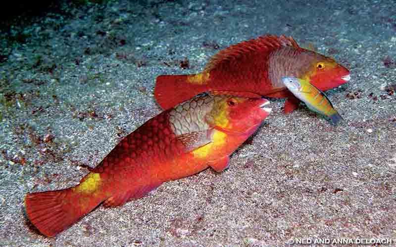 Three wrasse fish, of two species, hang out in the ocean.