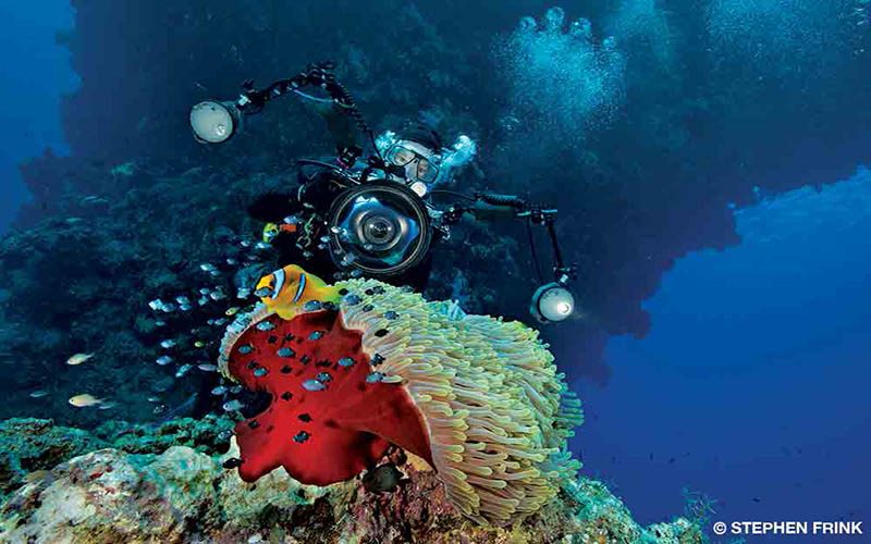 A diver photographs corals and marine life.