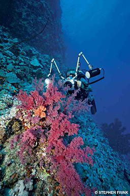 Diver photographs pink corals.
