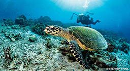 A diver photographs a sea turtle.