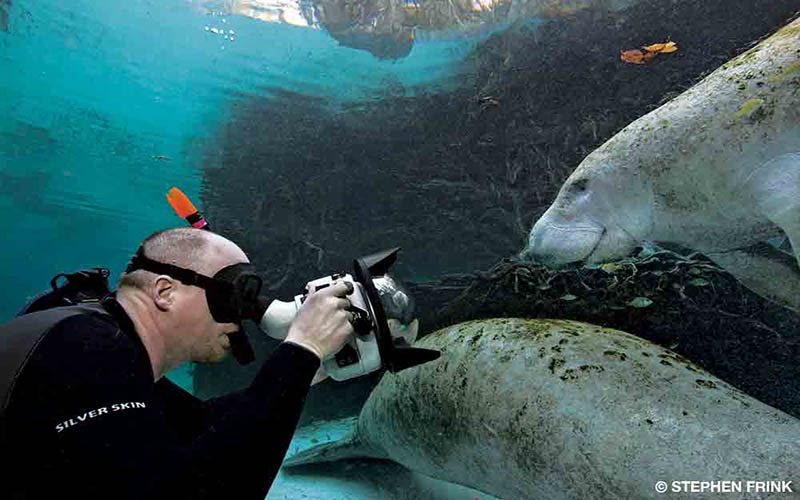 A diver uses an underwater camera to photograph two manatees.