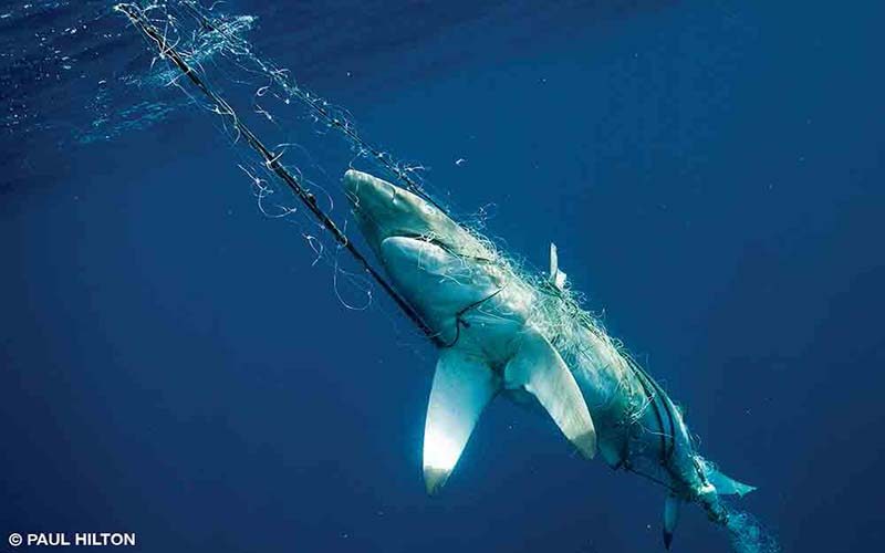 Fishing for a Solution Divers Alert Network