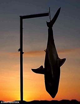 A dead shark hangs upside down at a dock. It is sunset.
