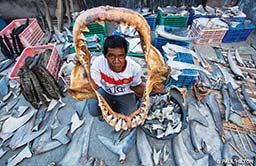 A man holds a shark jaw. It is for sale and he is surrounded by other animals parts.
