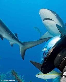 Two sharks get their picture taken.