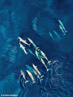 A pod of dolphins is swimming through the ocean.