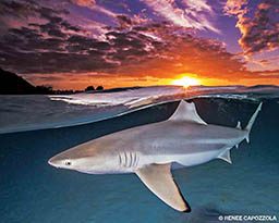 A blacktip reef shark swims as the sunsets above.