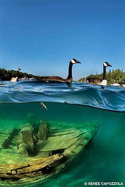 Several geese swim above the water and a shipwreck is directly below.