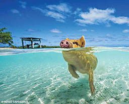 A happy pink pig swims about in the ocean.