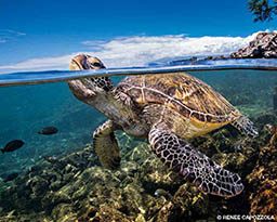 This split-level photo shows a turtle poking its head above water. You can see the turtle's head and body.