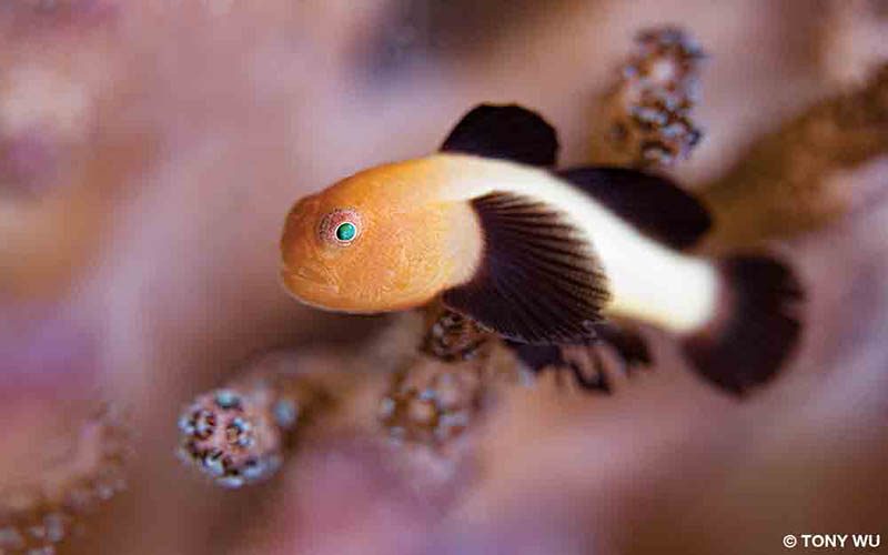 A blackfin coral goby looks blankly at the camera. It has green eyes.