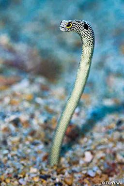 A garden eel pokes its head out of the sandy ground. It's green and spotted.