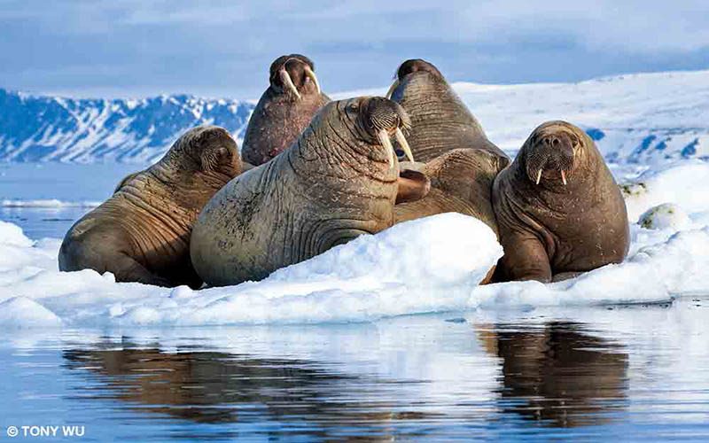 Six walruses hang out on an icecap. They are having a great time.